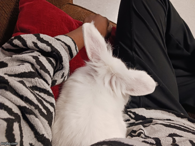 bunny had the entire 6 ft couch to sit on yet he chose to sit right there | made w/ Imgflip meme maker
