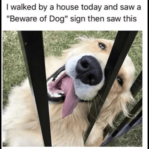 Beware Of What? | image tagged in dogs,funny dogs,funny face,cute dog,beware,harmless dog | made w/ Imgflip meme maker