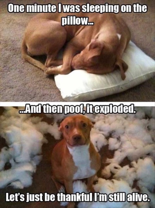 Bad Liar | image tagged in dogs,funny dog,liar,explode,funny dog memes,fun | made w/ Imgflip meme maker