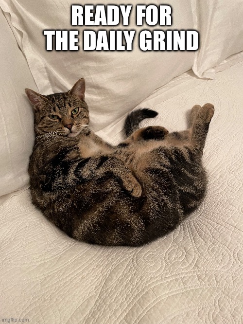 Ready For The Daily Grind | READY FOR THE DAILY GRIND | image tagged in fun,memes,relatable,funny cats,funny | made w/ Imgflip meme maker