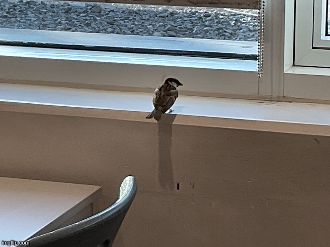 Here’s the bird I was talking about | made w/ Imgflip meme maker