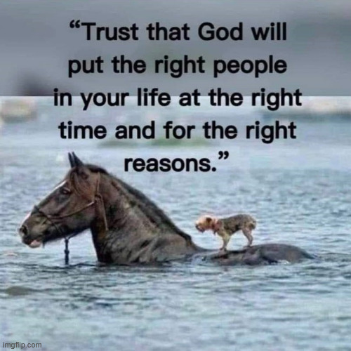 Romans 8:28 | "Trust the God will put the right people in your life at the right time and for all the right reasons." | image tagged in hitching,dog,right,timing,god loves you,jesus is lord | made w/ Imgflip meme maker