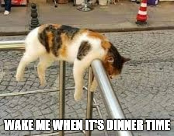 Cat says "wake me when it's dinner time".  - funny - | WAKE ME WHEN IT'S DINNER TIME | image tagged in cats,funny,kitten,sleeping,humor,funny cat meme | made w/ Imgflip meme maker