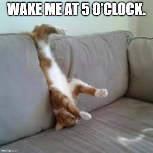 My cat wants to be woken up at 5 PM.  - funny - | WAKE ME AT 5 O'CLOCK. | image tagged in cats,funny,kitten,sleep,wake up,humor | made w/ Imgflip meme maker