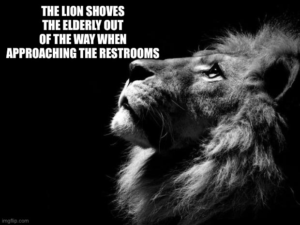 Gn chat | THE LION SHOVES THE ELDERLY OUT OF THE WAY WHEN APPROACHING THE RESTROOMS | image tagged in sad lion | made w/ Imgflip meme maker
