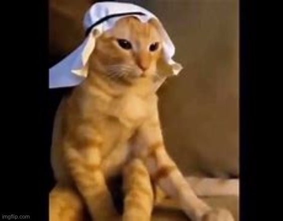 Face reveal | image tagged in arabic cat | made w/ Imgflip meme maker