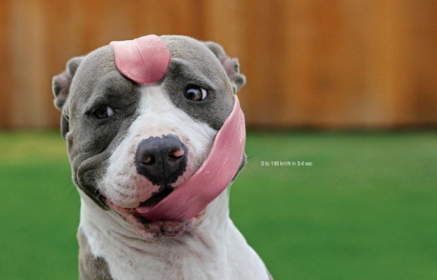 They named him Bacon. | image tagged in memes,dogs,funny | made w/ Imgflip meme maker