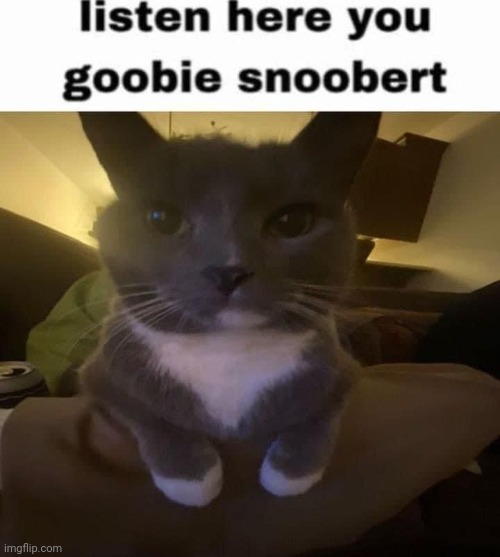 listen here you goobie snoobert | image tagged in listen here you goobie snoobert | made w/ Imgflip meme maker