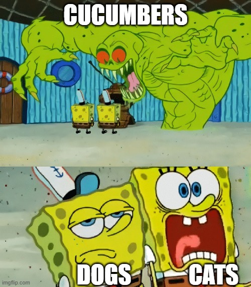 AAAAAAAH ITS A CUCUMBER RUN!!! | CUCUMBERS; DOGS             CATS | image tagged in 2 spongebobs monster,cats,funny,memes,funny memes,dank memes | made w/ Imgflip meme maker
