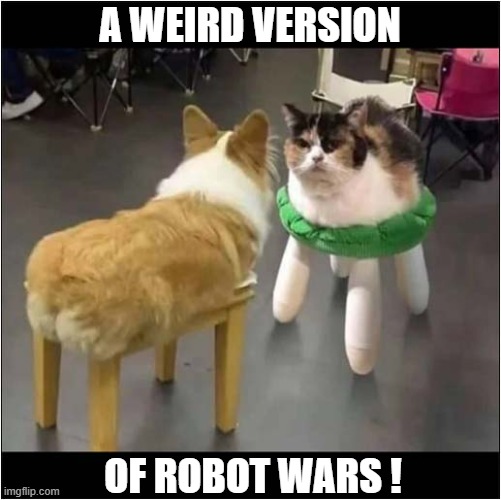 What Is Happening ? | A WEIRD VERSION; OF ROBOT WARS ! | image tagged in cats,dog,robot wars | made w/ Imgflip meme maker