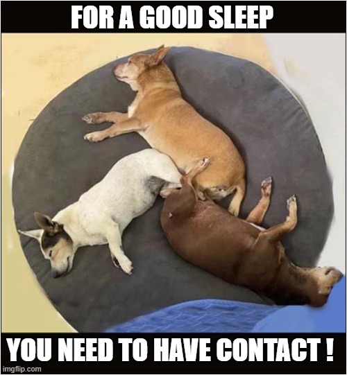 Three Tired Out Dogs ! | FOR A GOOD SLEEP; YOU NEED TO HAVE CONTACT ! | image tagged in dogs,sleeping,contact | made w/ Imgflip meme maker