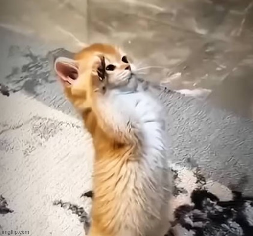 salute cat | image tagged in salute cat | made w/ Imgflip meme maker