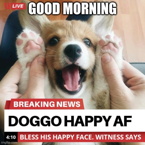 gm | GOOD MORNING | image tagged in doggo | made w/ Imgflip meme maker