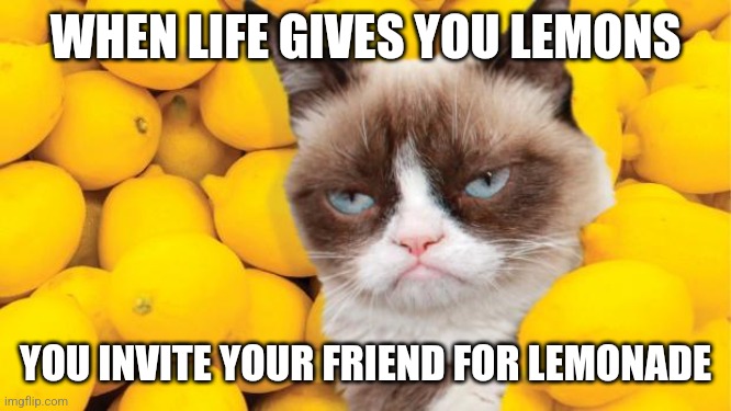 Grumpy Cat lemons | WHEN LIFE GIVES YOU LEMONS; YOU INVITE YOUR FRIEND FOR LEMONADE | image tagged in memes,kitty,lemons | made w/ Imgflip meme maker