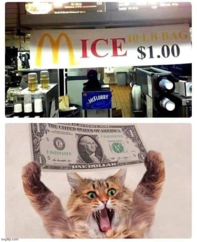 Want some mice? | image tagged in repost | made w/ Imgflip meme maker
