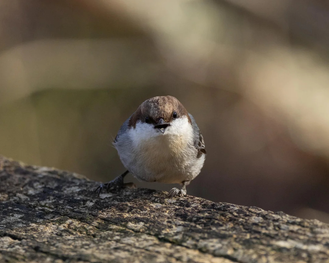 High Quality Shouty Little Nuthatch Blank Meme Template
