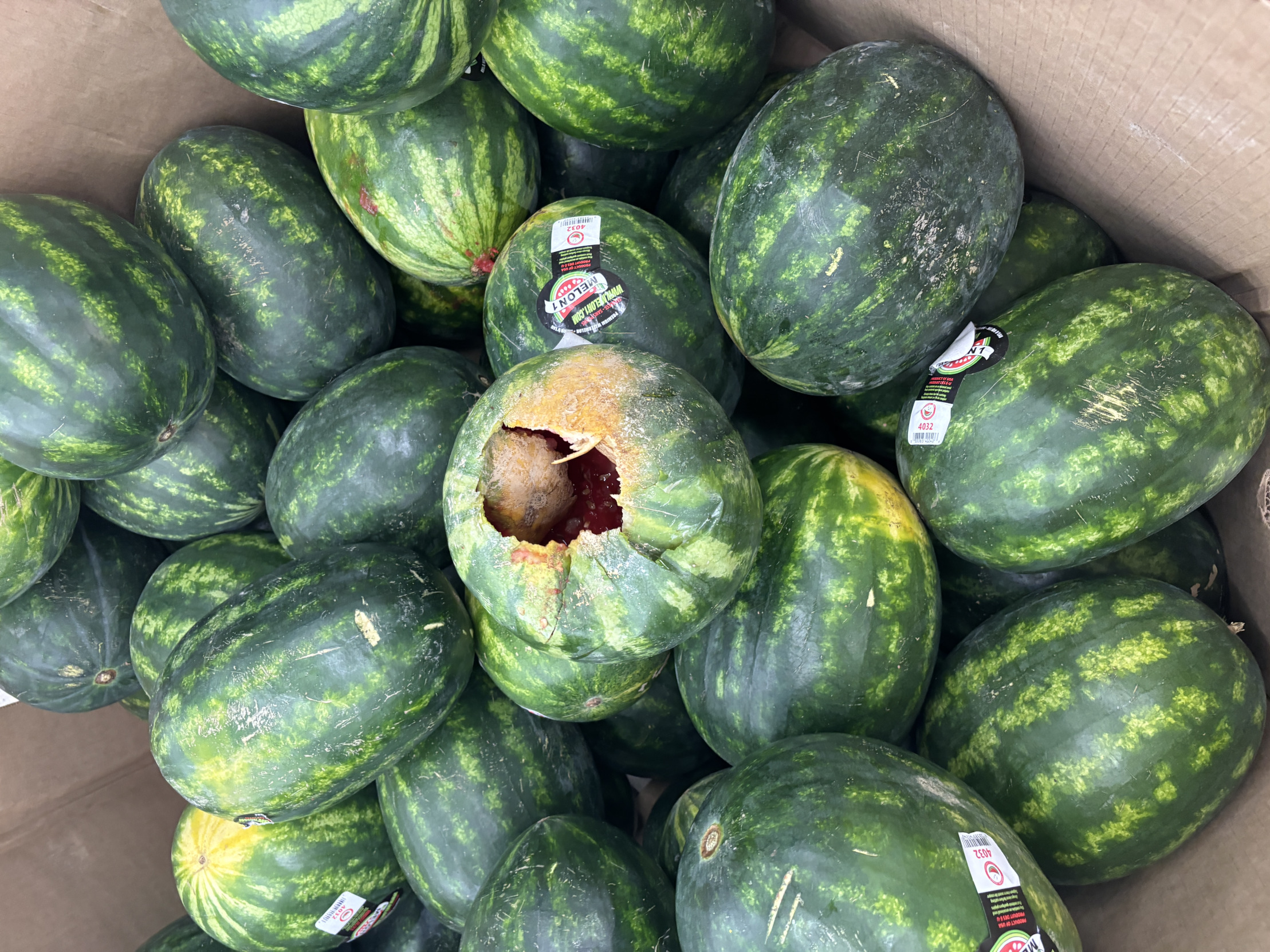 burt watermelon Blank Meme Template
