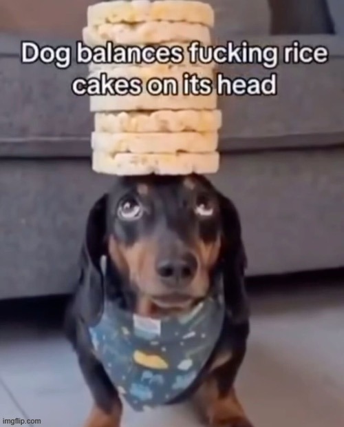hell yeah | image tagged in dog balances rice cakes on its head | made w/ Imgflip meme maker