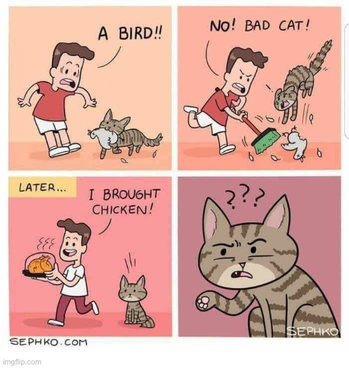 image tagged in cats,dead bird,double standard,what gives | made w/ Imgflip meme maker