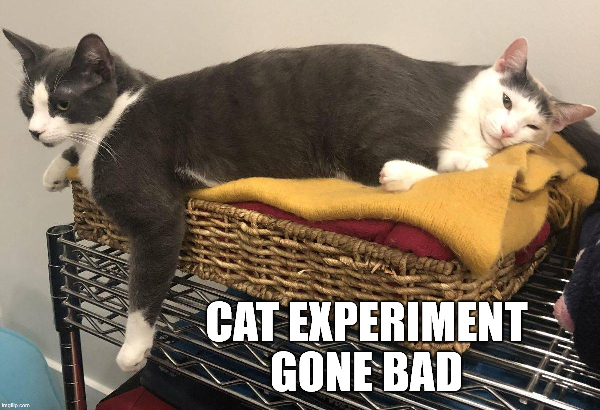 Siamese cat | CAT EXPERIMENT GONE BAD | image tagged in cursed image | made w/ Imgflip meme maker