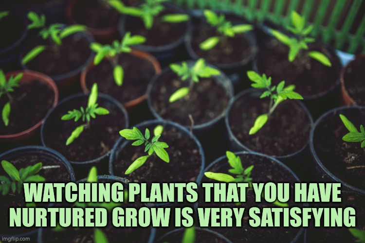 Watching plants grow is relaxing | WATCHING PLANTS THAT YOU HAVE NURTURED GROW IS VERY SATISFYING | image tagged in gardening | made w/ Imgflip meme maker