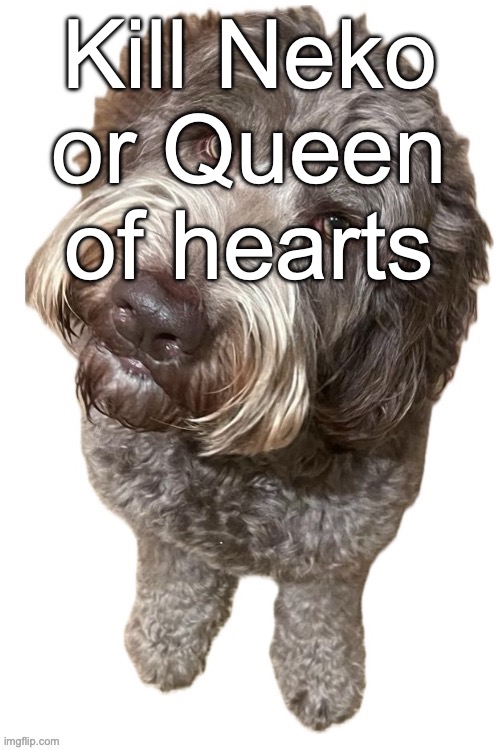 Norther's dog | Kill Neko or Queen of hearts | image tagged in norther's dog,voting game s8 | made w/ Imgflip meme maker