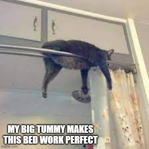 My cat thinks his big tummy makes his bed work perfectly.  - funny - | MY BIG TUMMY MAKES THIS BED WORK PERFECT | image tagged in cat,funny,kitten,bed,humor | made w/ Imgflip meme maker