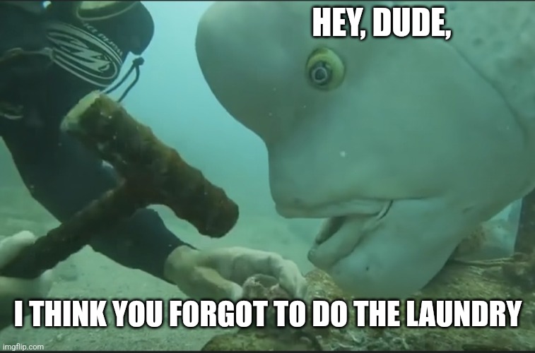Big fish funny face | HEY, DUDE, I THINK YOU FORGOT TO DO THE LAUNDRY | image tagged in big fish funny face | made w/ Imgflip meme maker