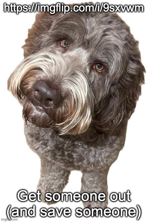 Norther's dog | https://imgflip.com/i/9sxvwm; Get someone out (and save someone) | image tagged in norther's dog | made w/ Imgflip meme maker