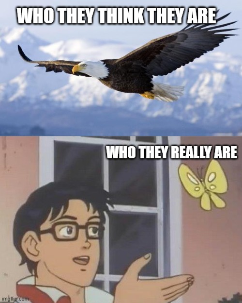 not so big | WHO THEY THINK THEY ARE; WHO THEY REALLY ARE | image tagged in eagle,memes,is this a pigeon | made w/ Imgflip meme maker
