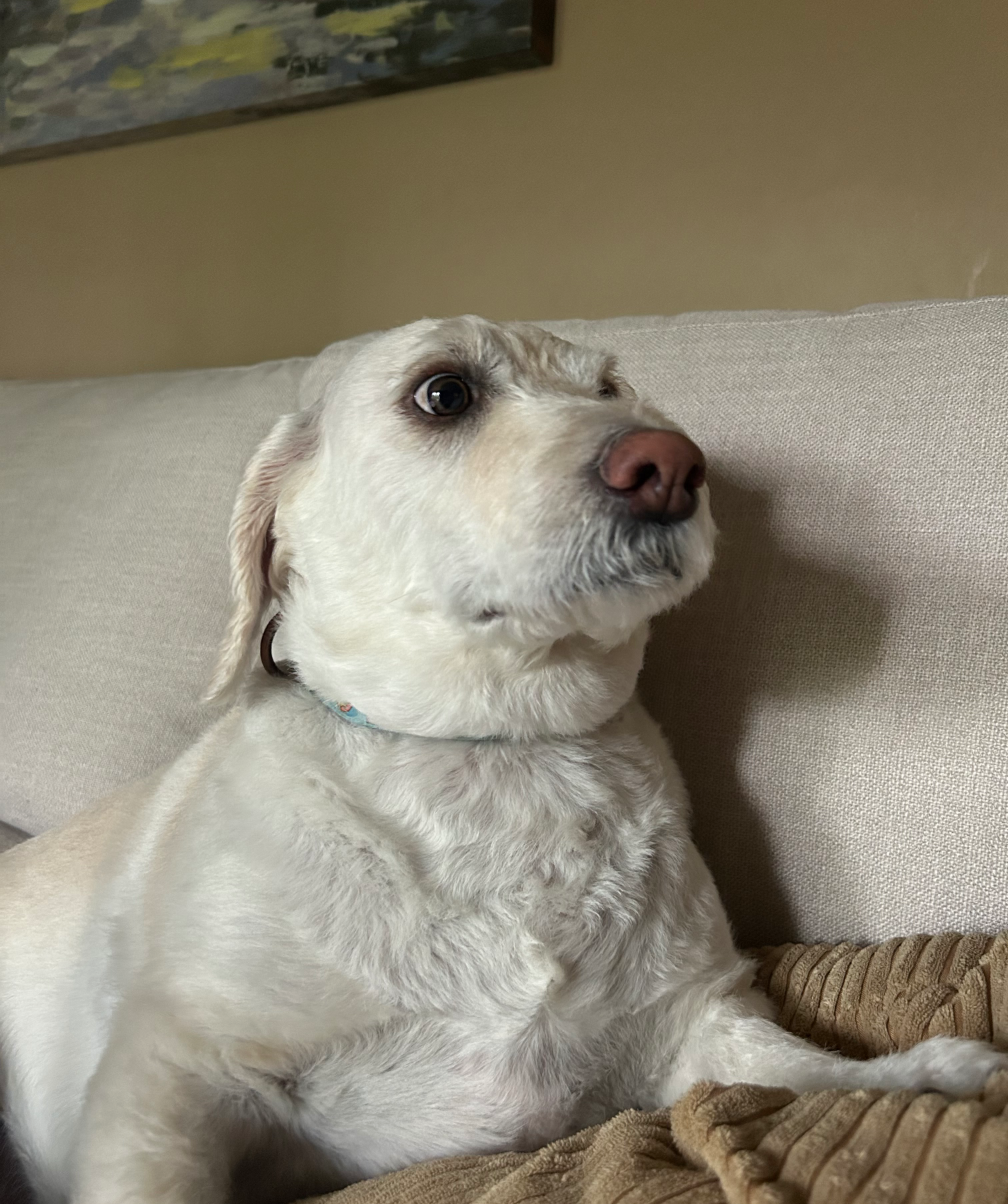 Dog life Blank Meme Template