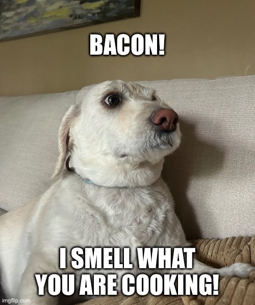 Bacon! | BACON! I SMELL WHAT YOU ARE COOKING! | image tagged in dog life | made w/ Imgflip meme maker
