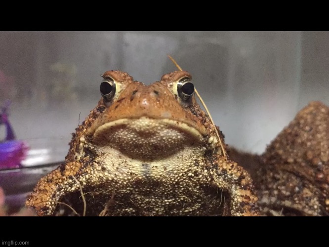 Death stare | image tagged in death stare | made w/ Imgflip meme maker