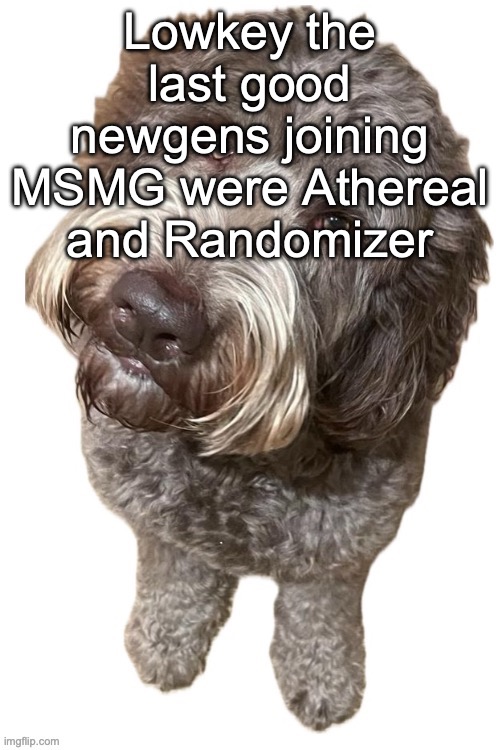 Toady might be alright as well, but we'll see how she develops | Lowkey the last good newgens joining MSMG were Athereal and Randomizer | image tagged in norther's dog | made w/ Imgflip meme maker