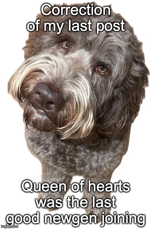 Norther's dog | Correction of my last post; Queen of hearts was the last good newgen joining | image tagged in norther's dog | made w/ Imgflip meme maker