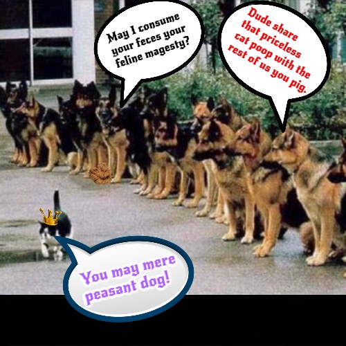 Royal Cat Poop Request | Dude share that priceless cat poop with the rest of us you pig. May I consume your feces your feline magesty? You may mere peasant dog! | image tagged in cats,funny cats,dogs,funny dogs,poop,superior royalty | made w/ Imgflip meme maker