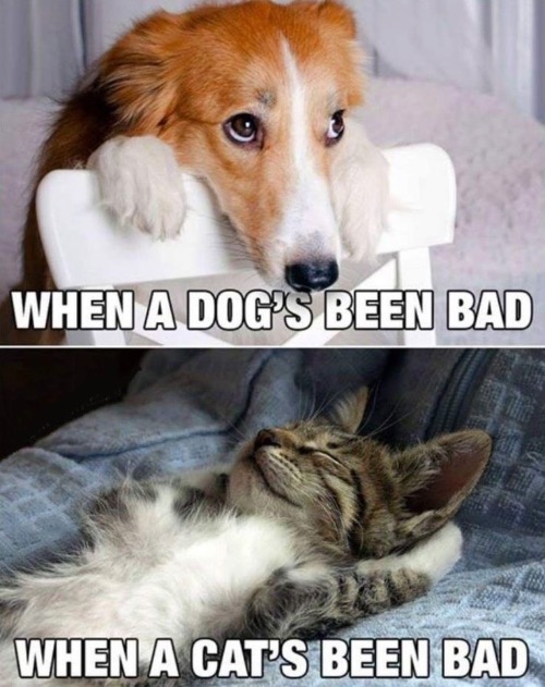 Dog Remorse Vs Cat Remorse | image tagged in dogs,funny dog memes,cats,funny cat memes,regrets,no regrets | made w/ Imgflip meme maker