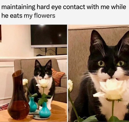 Brazen, Proud Disobedience | image tagged in cats,funny cats,brazen disobedience,proud,eye contact,shameless | made w/ Imgflip meme maker