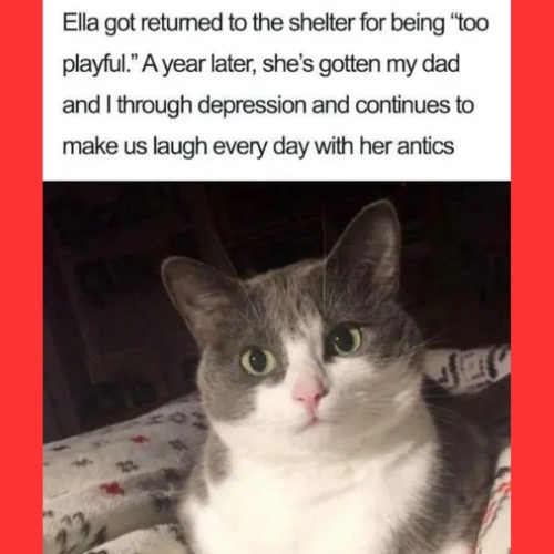 Depression Curing Cat | image tagged in cats,funny cats,cute cat,depression,playing,thank you mr helpful | made w/ Imgflip meme maker