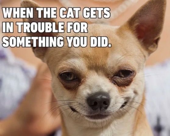 Cat Got In Trouble | image tagged in dogs,funny dogs,cats,funny cats,facial expressions,framed | made w/ Imgflip meme maker