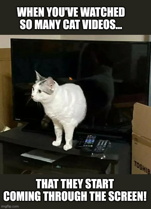 Screen Cat | WHEN YOU'VE WATCHED SO MANY CAT VIDEOS... THAT THEY START COMING THROUGH THE SCREEN! | image tagged in cats,cat,videos,scary,screen,feline | made w/ Imgflip meme maker
