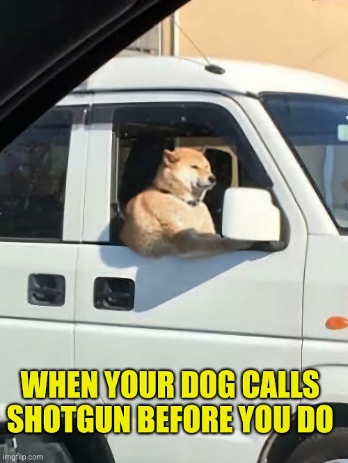 Gettin' Dogged | WHEN YOUR DOG CALLS SHOTGUN BEFORE YOU DO | image tagged in dogs,calling,shotgun,doggo,duped | made w/ Imgflip meme maker