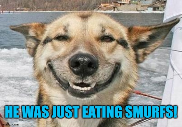 smiling dog | HE WAS JUST EATING SMURFS! | image tagged in smiling dog | made w/ Imgflip meme maker