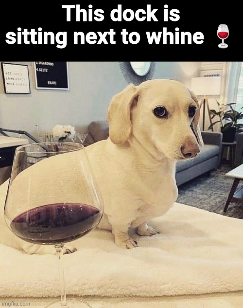 Homophobic Dog | This dock is sitting next to whine ? | image tagged in homophobic dog | made w/ Imgflip meme maker