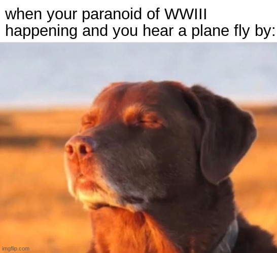 Dog accepting fate | when your paranoid of WWIII happening and you hear a plane fly by: | image tagged in dog accepting fate | made w/ Imgflip meme maker