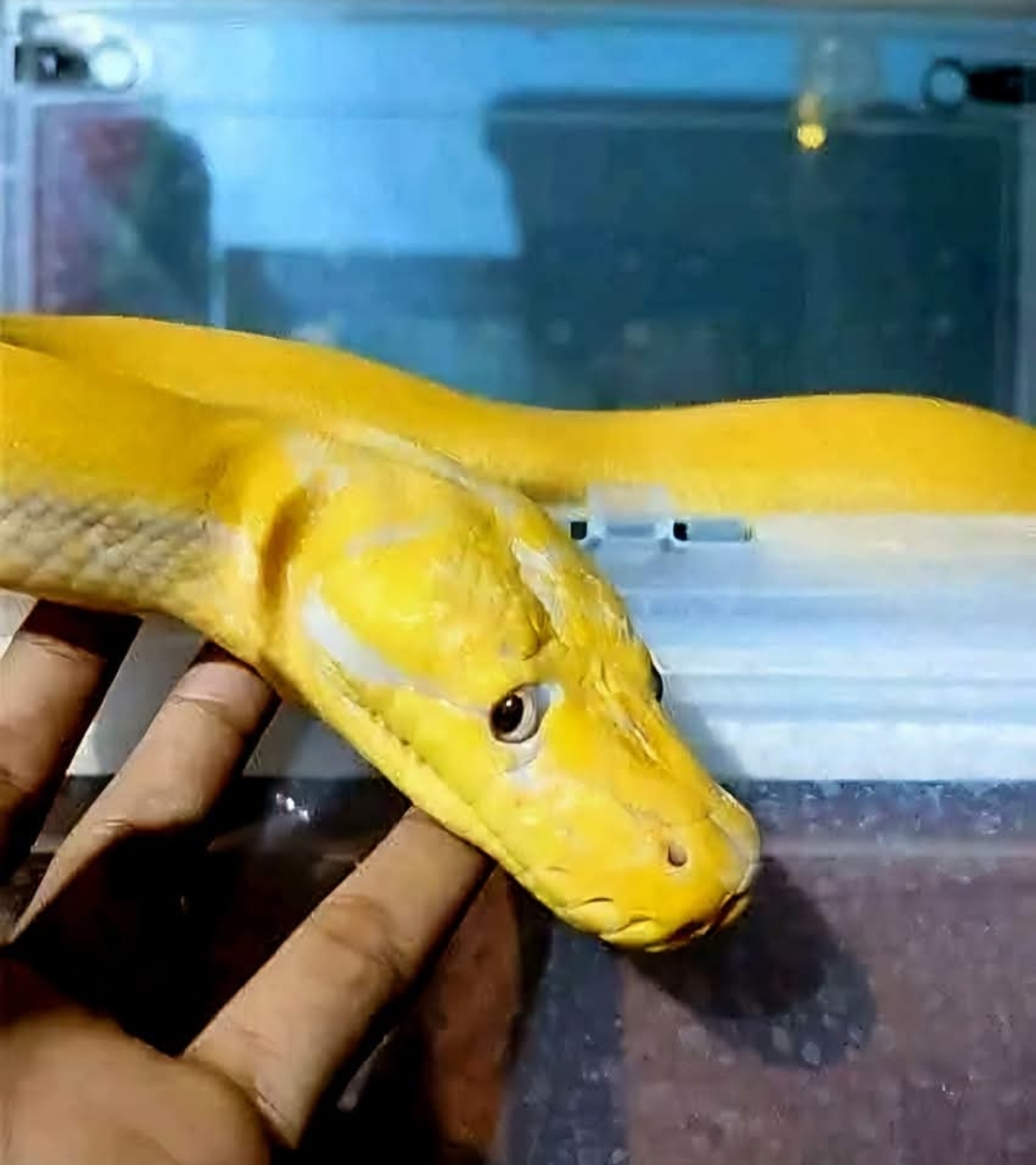 Sad Snake Blank Meme Template