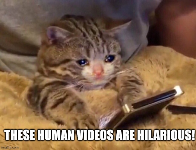 Sad cat watching video | THESE HUMAN VIDEOS ARE HILARIOUS! | image tagged in sad cat watching video | made w/ Imgflip meme maker