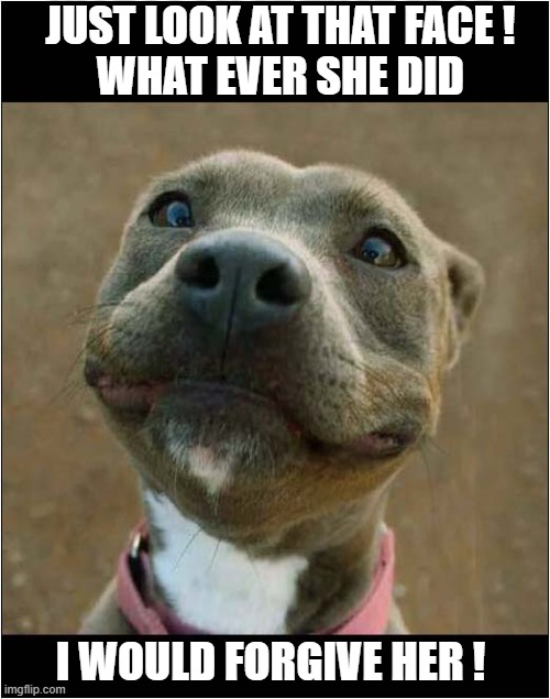 How Could You Resist ? | JUST LOOK AT THAT FACE !
WHAT EVER SHE DID; I WOULD FORGIVE HER ! | image tagged in dogs,face,forgiveness | made w/ Imgflip meme maker