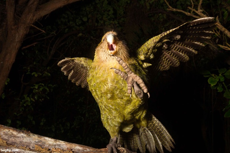 kung fu kakapo | image tagged in kung fu kakapo | made w/ Imgflip meme maker
