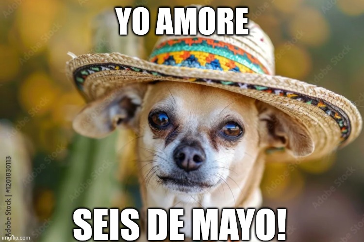Seis de mayo | YO AMORE; SEIS DE MAYO! | image tagged in funny chihuahua | made w/ Imgflip meme maker